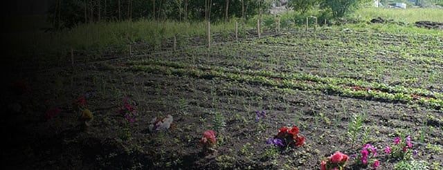 花园中植物生长的图片