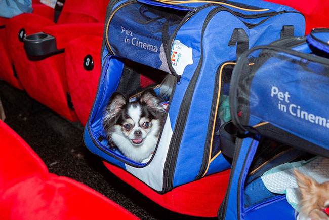 A small dog lies inside of a blue pet carrier. 