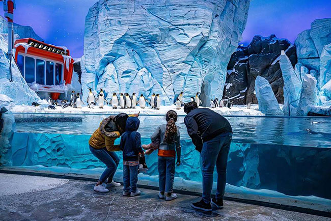 A family looks at penguins in an a replicated Antarctic habitat