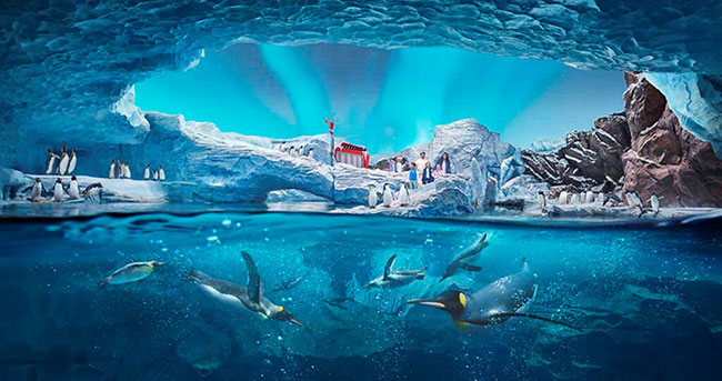 Penguins swim in water with snow-covered rocks and more penguins in the background. 